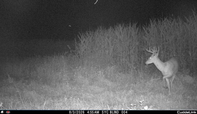 Trail cam 4