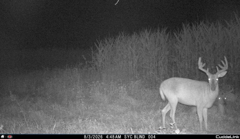 Trail cam 5