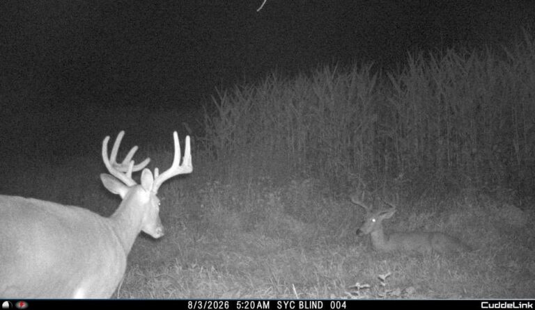Trail cam 6