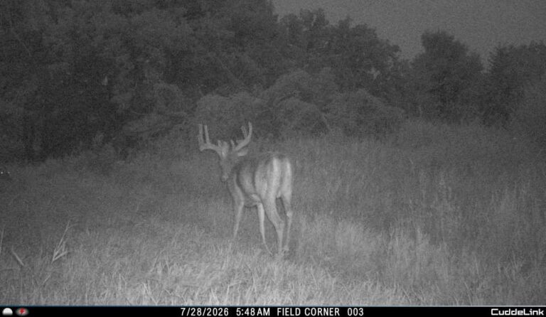 Trail cam 7