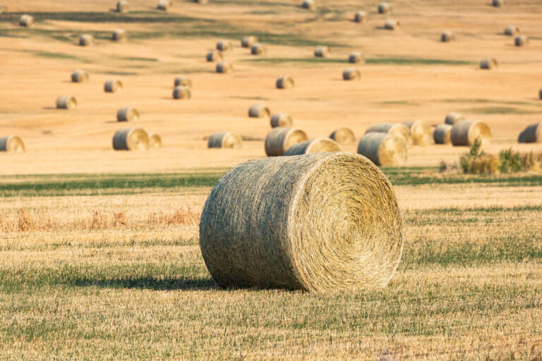Baled corn stover in a harvested field