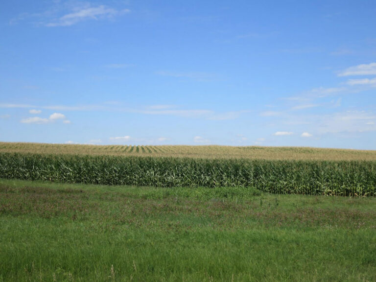 Iowa farm with cornfields