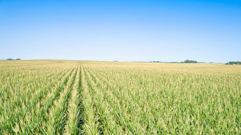Corn Low Profile