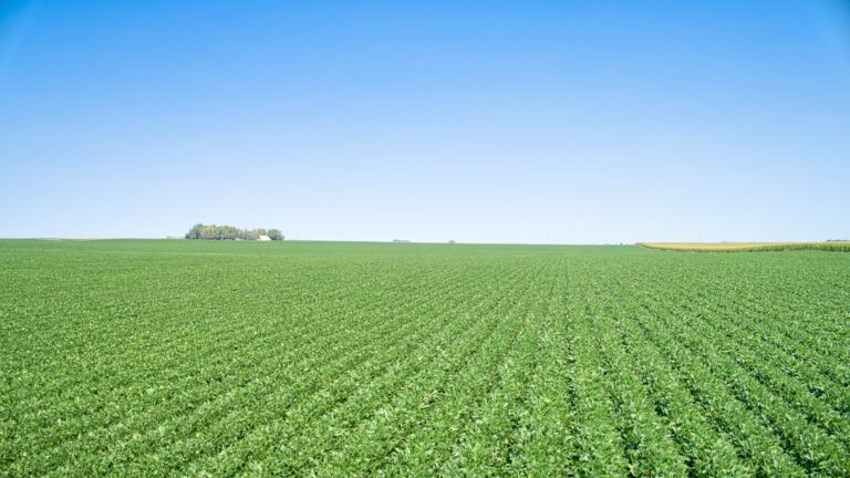 Soybeans Low Profile