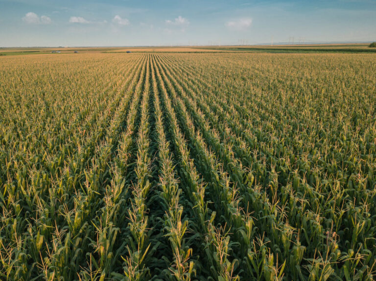 Northwest Iowa cropland