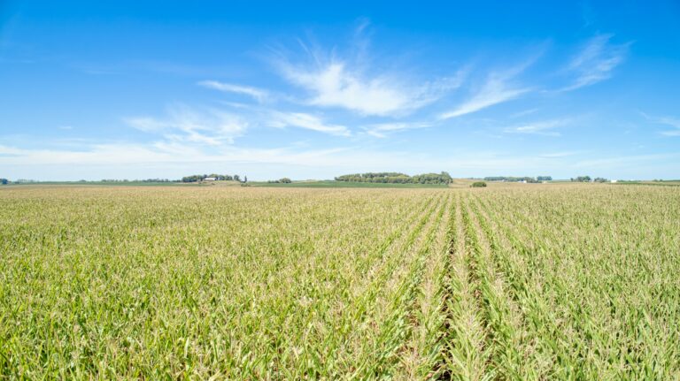 Corn Low Profile (1)