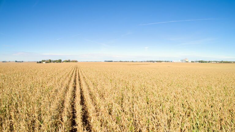 Corn Low Profile (2)